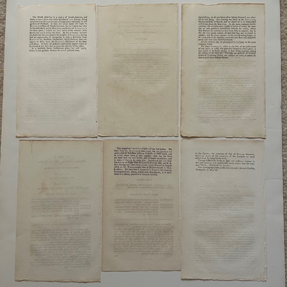 6 Curtis 1800’s Hand-colored Engravings Peony, Hibiscus, Camellia, Water Lily - Picture 10 of 13